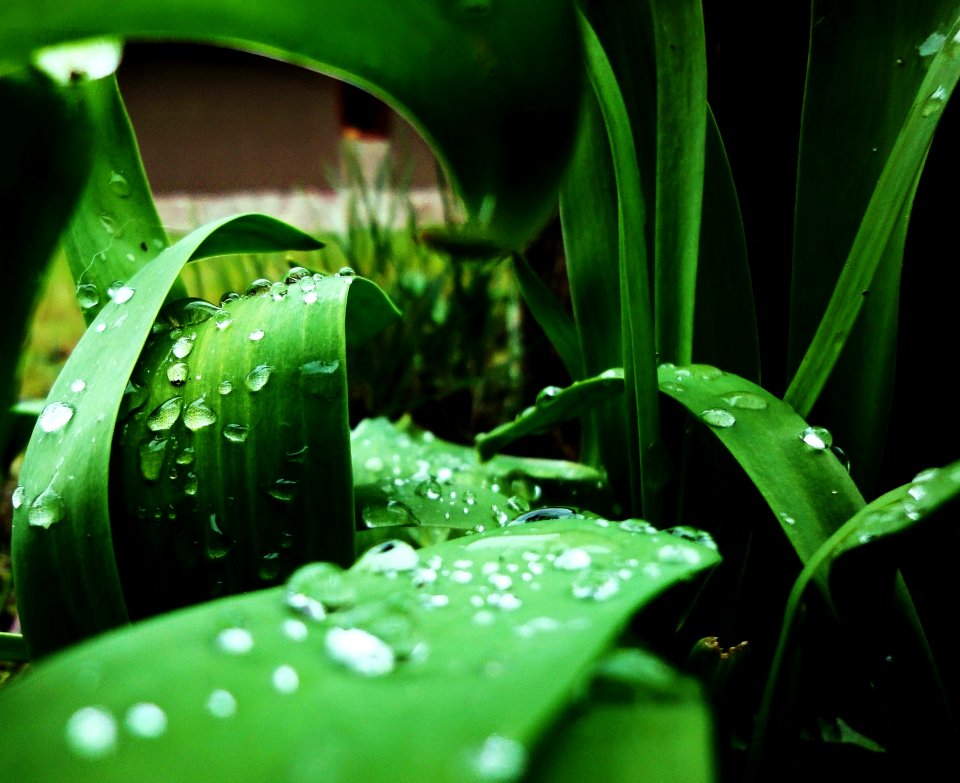Dew Drops On Leaves