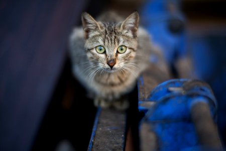 Portrait Of A Tabby Kitten