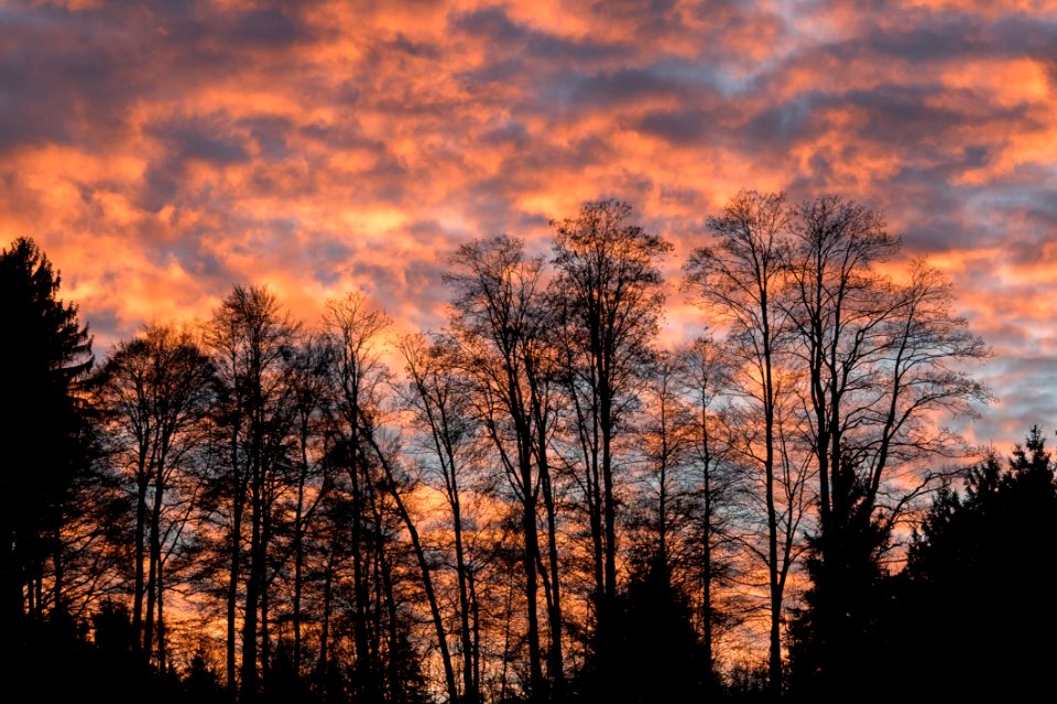 Sunset In Forest
