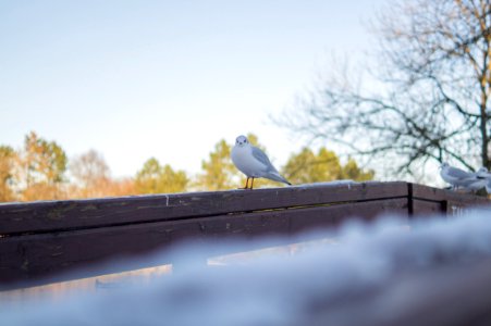 White And Gray Bird On Brown Wooden Handrail photo
