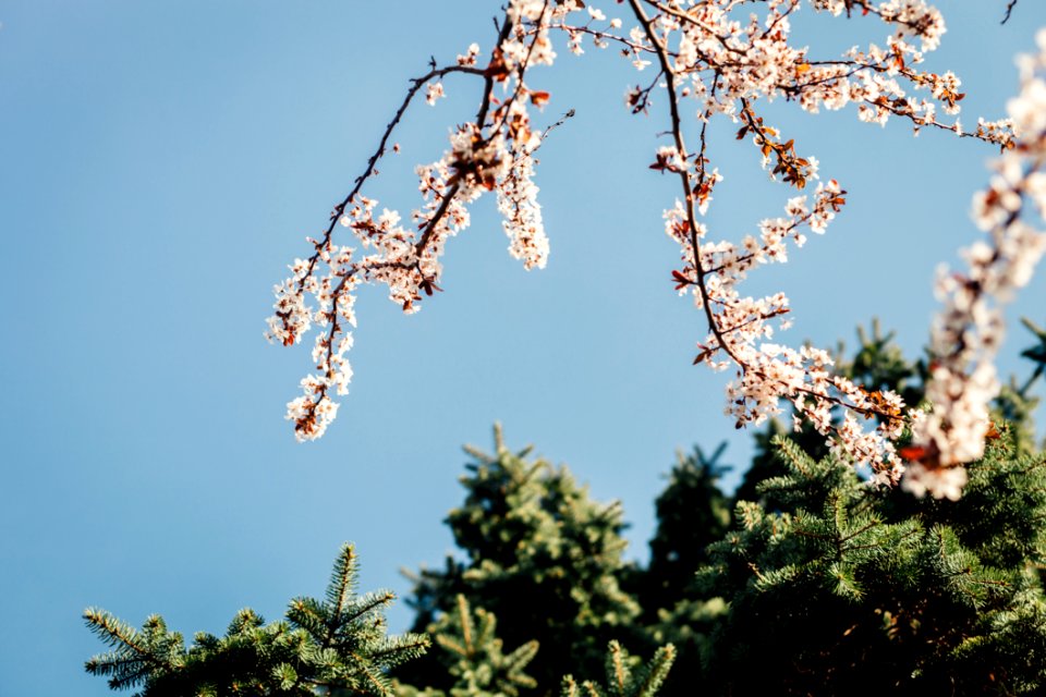 White Petaled Flower Under Clear Blue Sky During Daytime