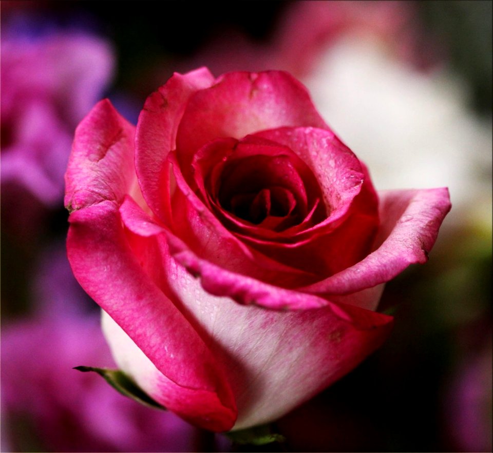 Red Rose