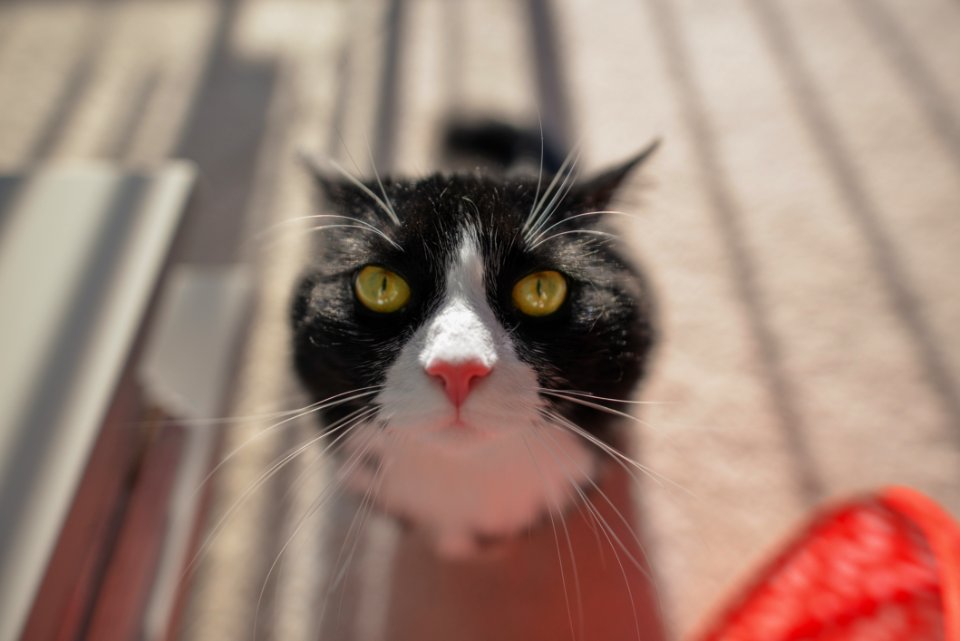 Selective Focus Photo Of Tuxedo Cat During Daytime