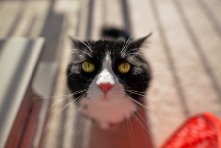 Selective Focus Photo Of Tuxedo Cat During Daytime