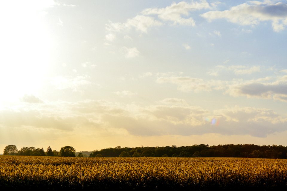 Field Of Sunflowers