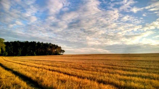 Field After Harvest