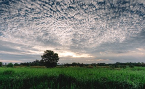 Meadow At Sunset