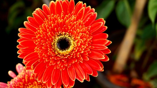 Red Gerbera