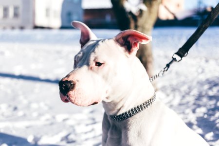 Pit Bull Terrier