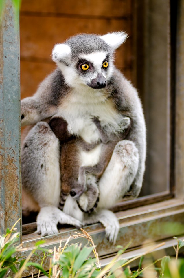 Ring-Tailed Lemur Babies