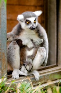 Ring-Tailed Lemur Babies
