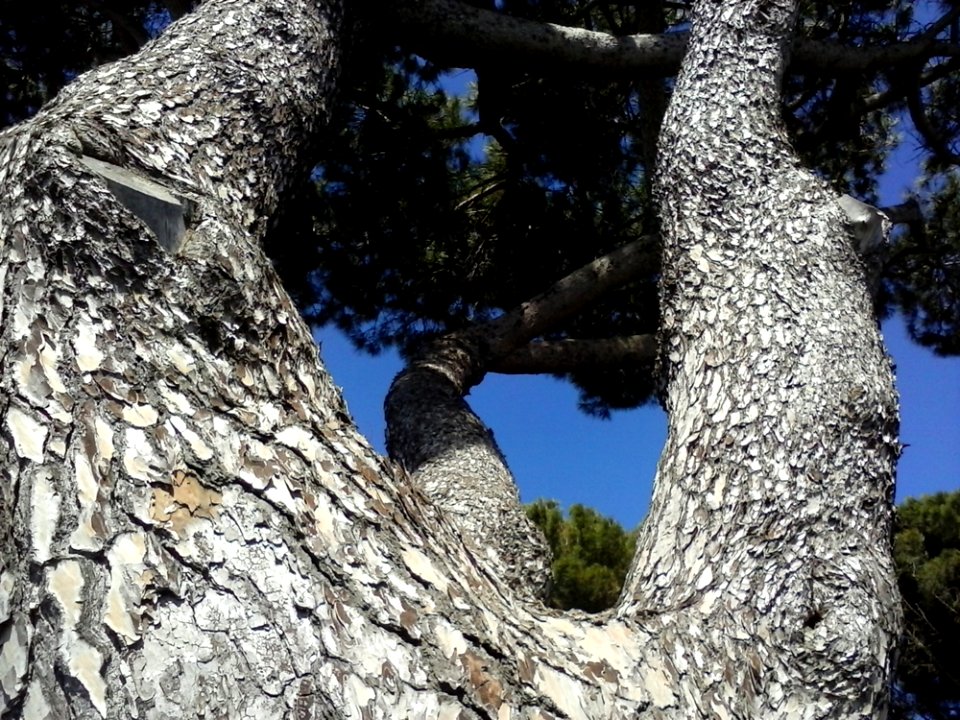 Sky Nature Branch Botany