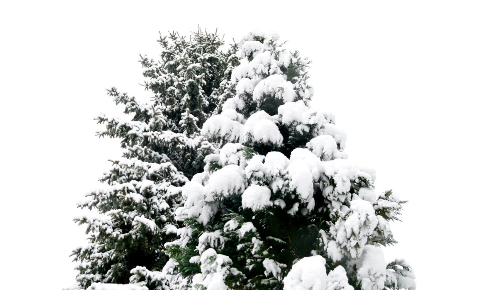 Snowy Christmas Tree
