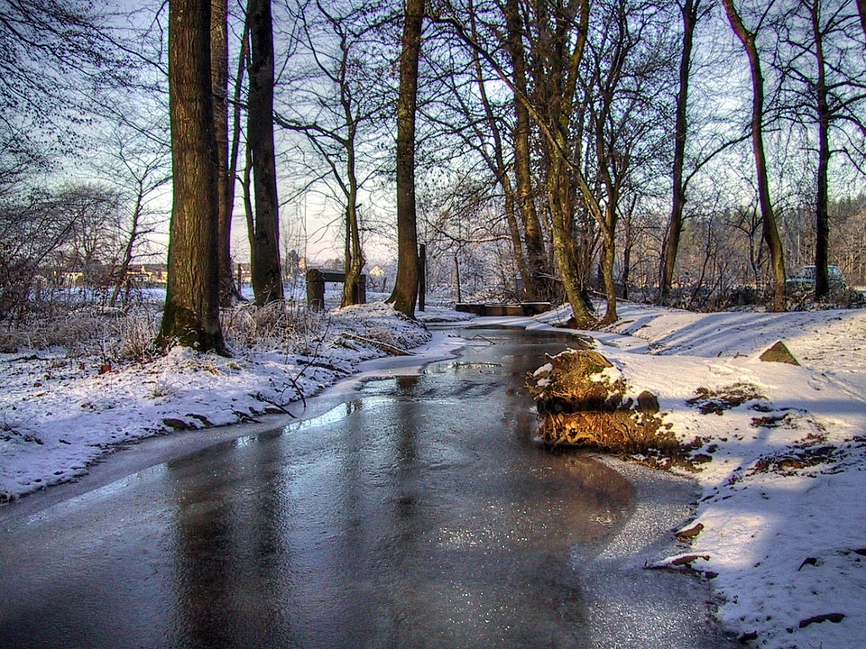 Grove mirroring water