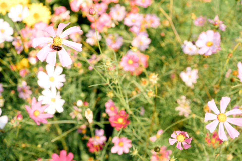 Summer Flowers In Garden