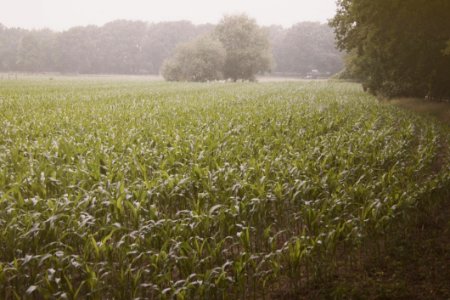 Corn Field