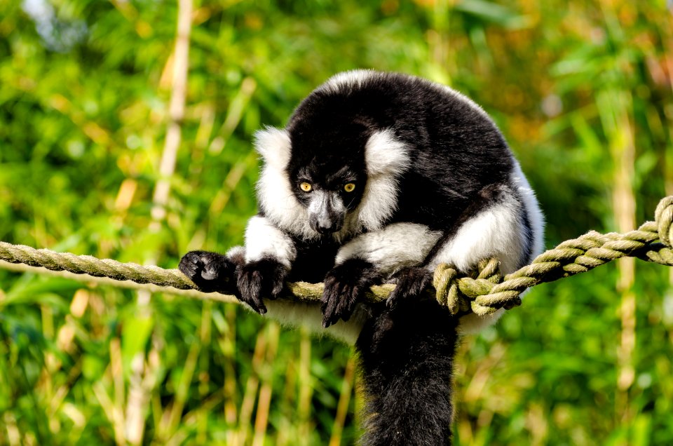 Black And White Ruffed Lemur