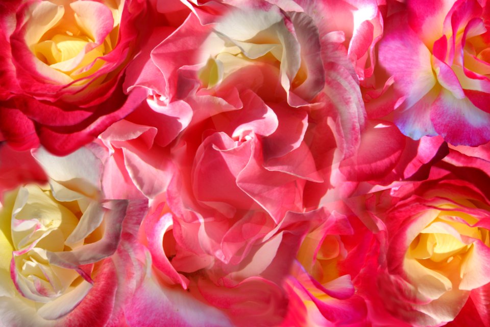 Rose Combo Background