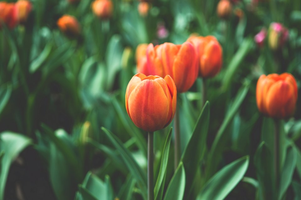 Orange Tulips With Green Stems