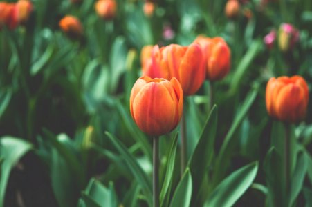 Orange Tulips With Green Stems