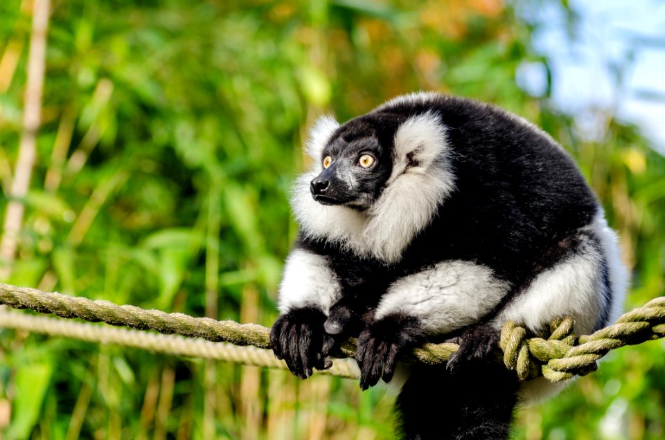 Black And White Ruffed Lemur