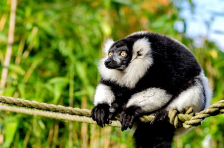 Black And White Ruffed Lemur
