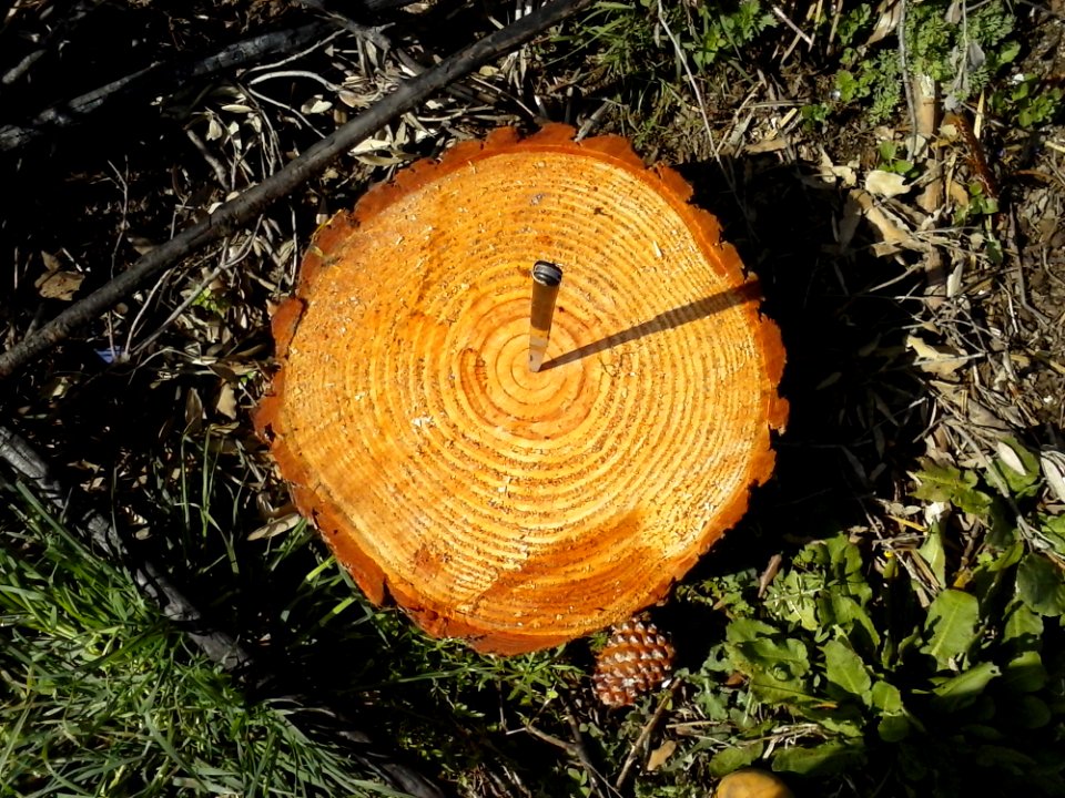 Wood Natural Material Natural Landscape Trunk