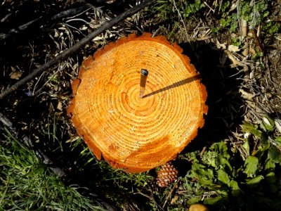 Wood Natural Material Natural Landscape Trunk