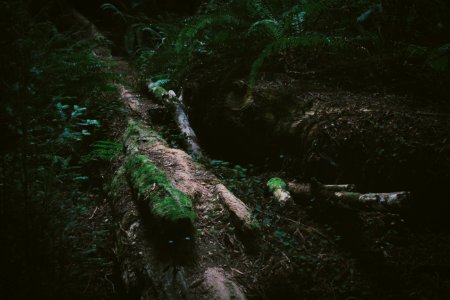 Moss On Felled Tree In Forest