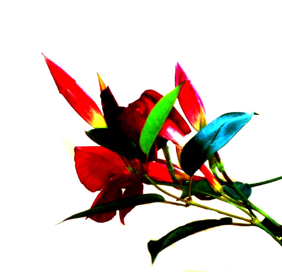 Stem Flower Color 22