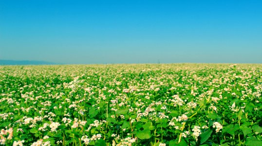 Field Of Green Flowering Plants