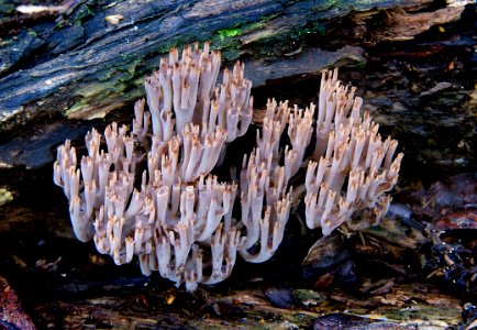Artomyces Turgidus
