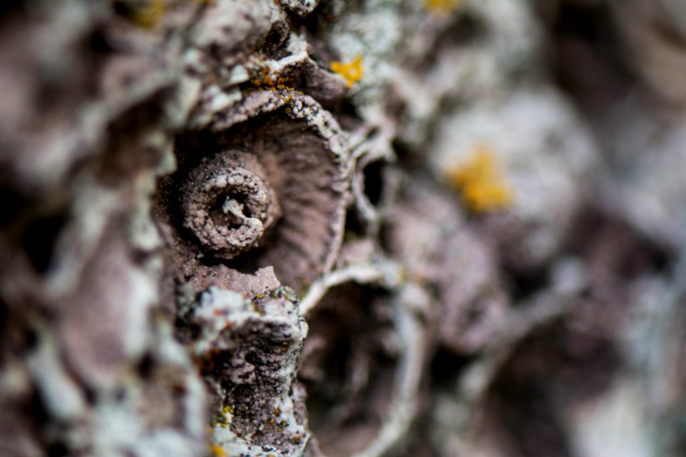 Muschelkalk Macro