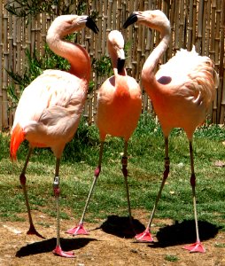Flamingo Family photo
