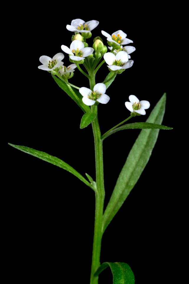 Sweet Alyssum