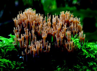 Artomyces Turgidus