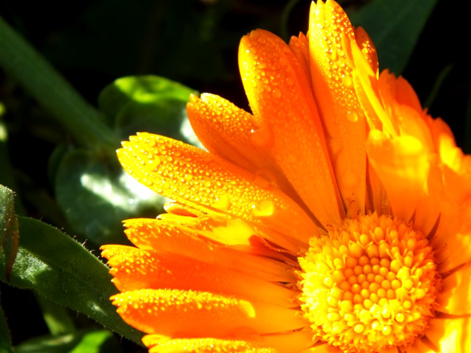 Flower Plant Water Petal