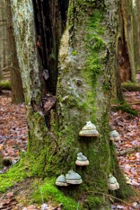 Lehigh River Headwaters (10)