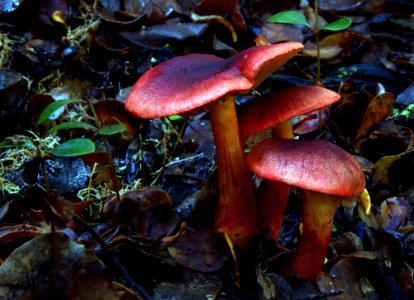 Cortinarius Sanguineus