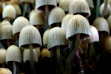 Coprinellus Disseminatus