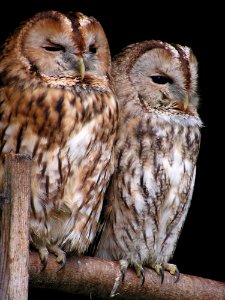 Brown White Feather Owl photo
