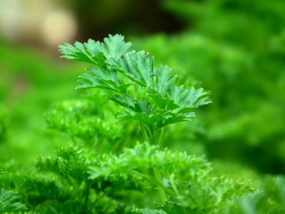 Green Leaf Plants photo