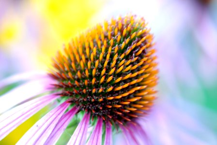 Pink Petal Flower