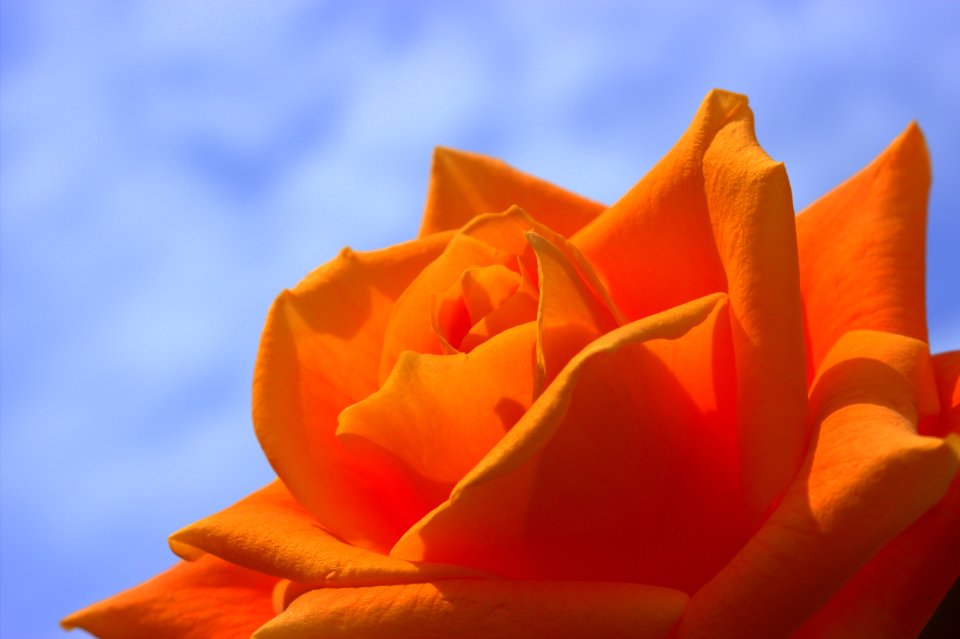 Orange Rose