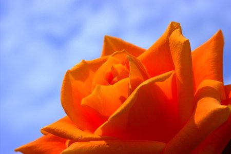Orange Rose photo
