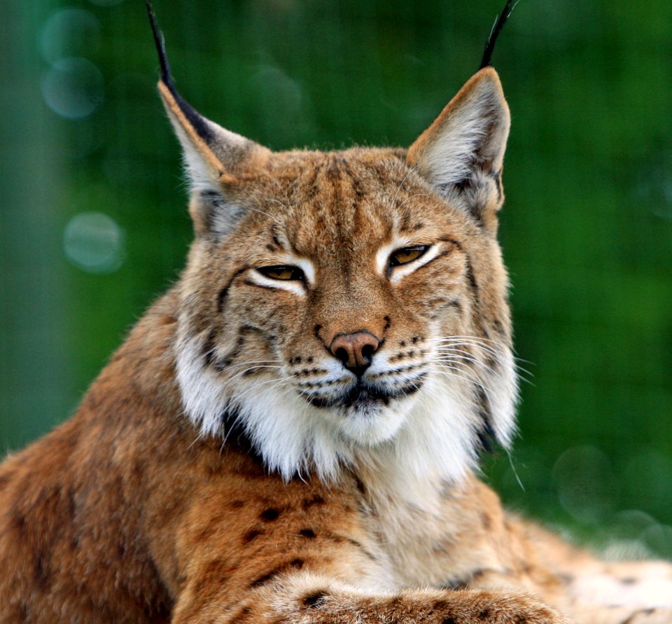 Brown Black And White Bobcat photo