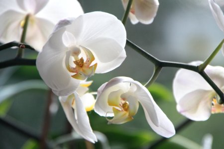 White Moth Orchids photo