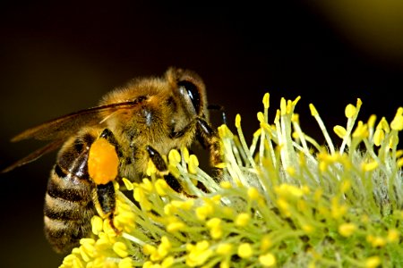 Honey Bee Zipping A Plant photo