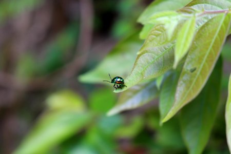 Metallic Beetle On Green Leaf During Daytime photo