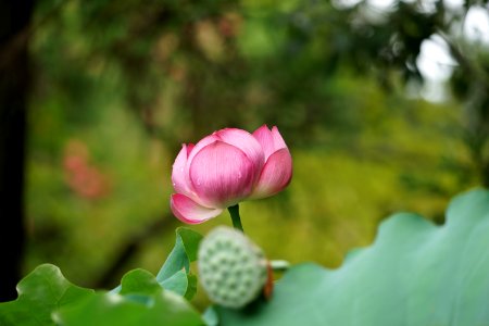 Blooming Pink Lotus Flower photo